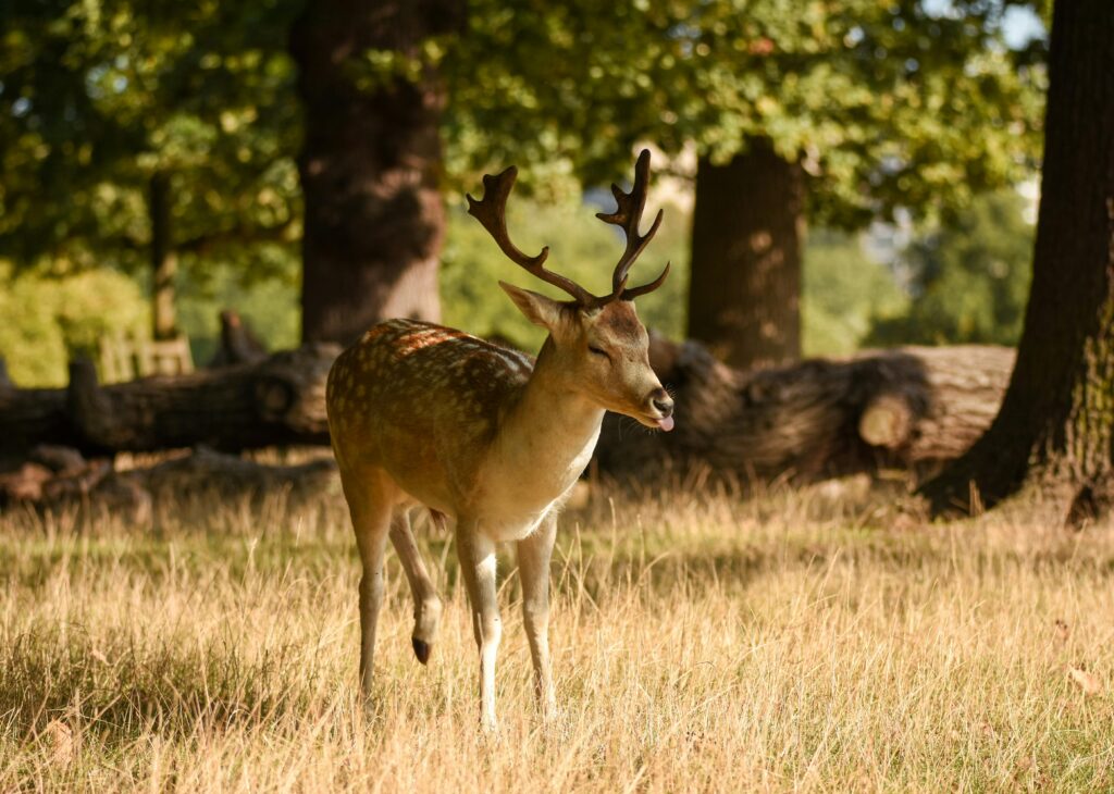 Running the amazing Richmond Park Half Marathon for The Children's Society Charity and hope I'll see some deer. Image courtesy Pexels